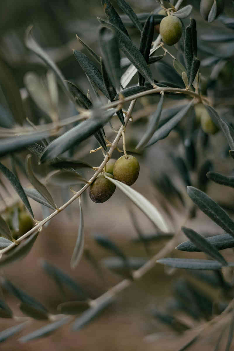 olive